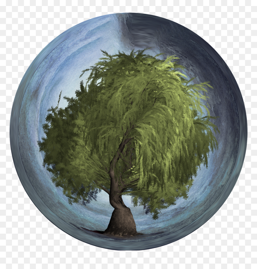 Baum In Der Kugel, HD Png Download - weeping willow png