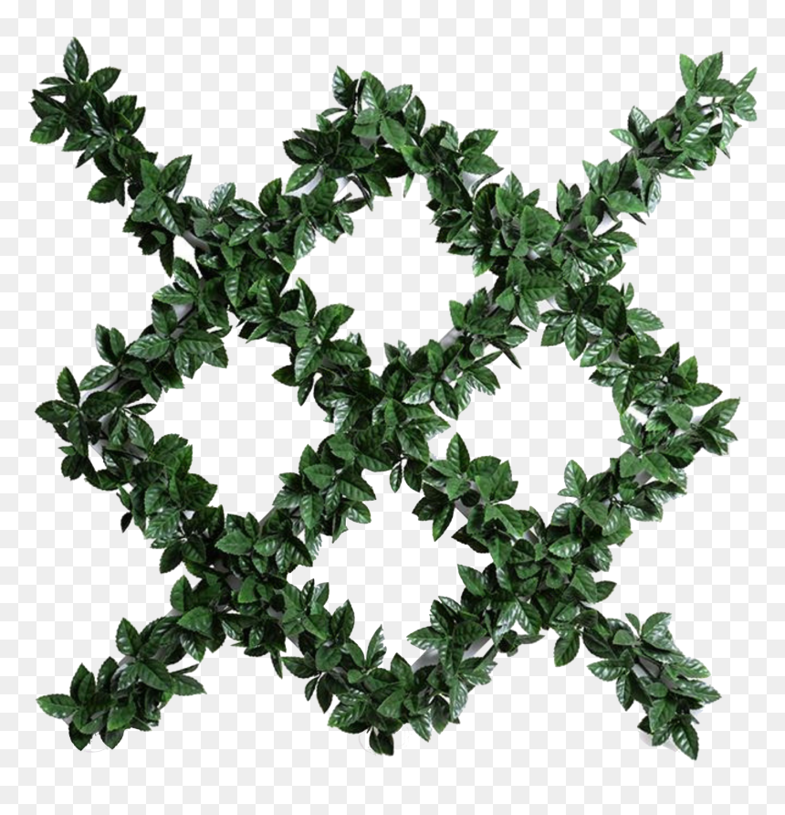 Holly Leaf Espalier - Norse Mythology Gungnir Tattoo, HD Png Download - ivy wall png