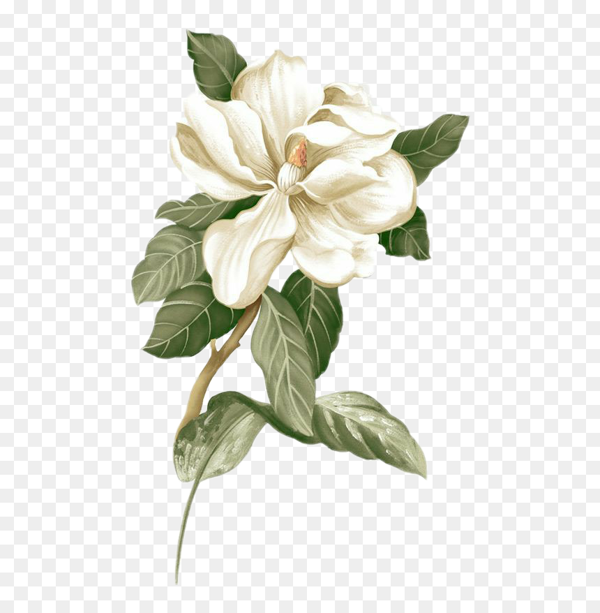 #flower #flowers #png #цветок #цветы
#madinn - Magnolia Flower, Transparent Png - green flowers png