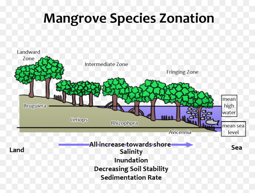 Horizontal Zonation Of Mangroves, HD Png Download - mangrove png