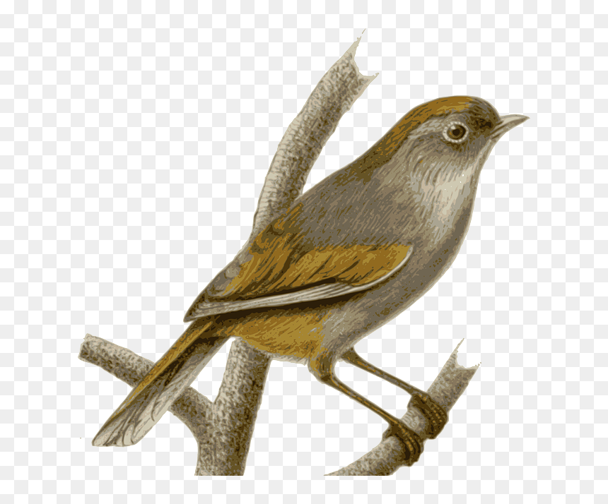 Sparrow Png - Nightingale Png, Transparent Png - sparrow png