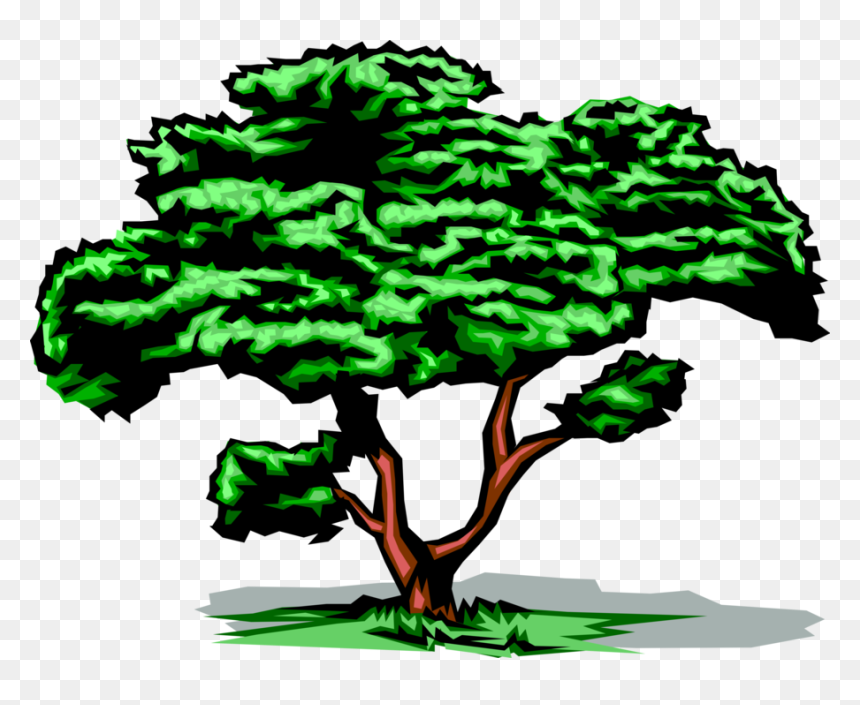Vector Illustration Of Mature Deciduous Tree With Green, HD Png Download - deciduous tree png
