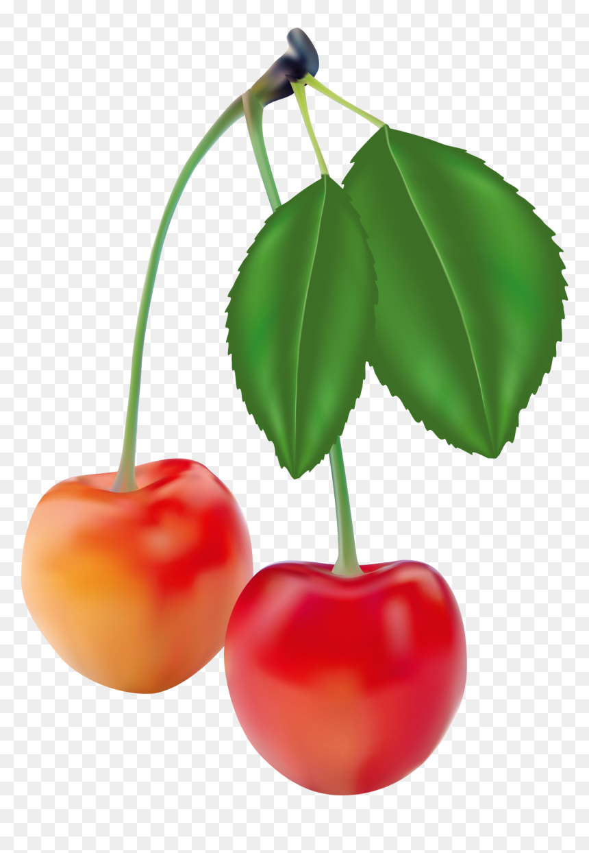 Realism Fruit, HD Png Download - cherry vector png