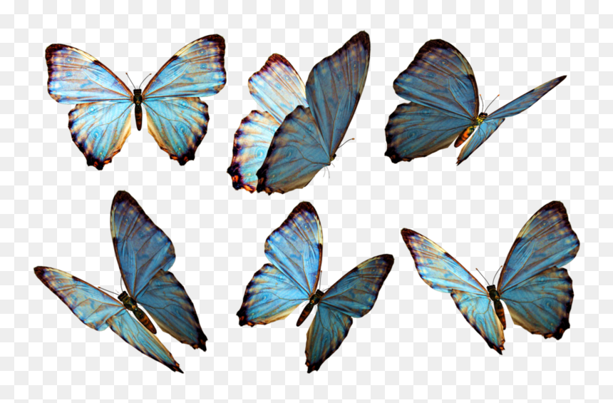 Butterfly Png - Deep Blue But You Painted Me Golden, Transparent Png - green butterfly png