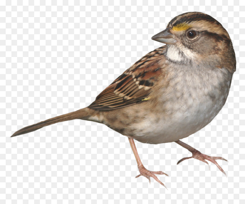 Sparrow Standing Png Image - House Sparrow Png, Transparent Png - sparrow png