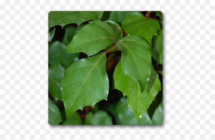 Grape Ivy, HD Png Download - ivy wall png