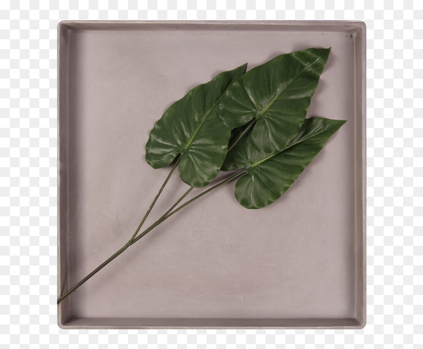 Pl169 - Picture Frame, HD Png Download - ivy wall png