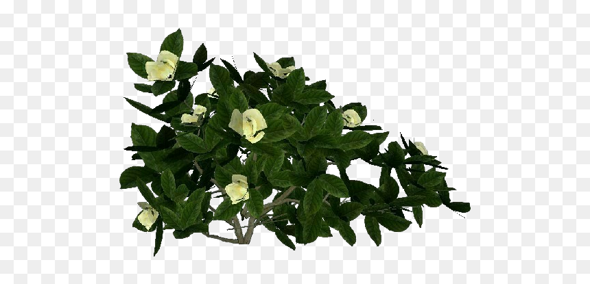 3d Flowers - Gardenia - Acca Software - Flowerpot, HD Png Download - gardenia png