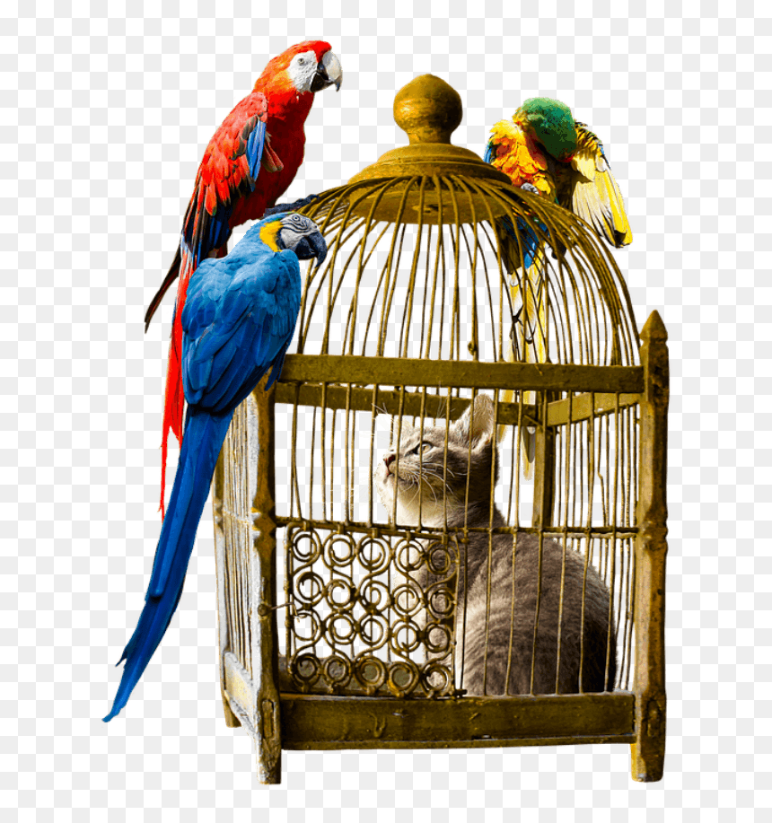 Parrot In Cage Png, Transparent Png - pajaros png