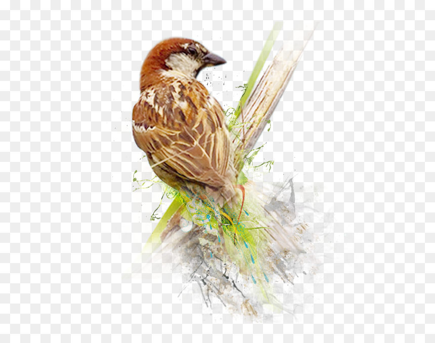 Sparrow Png Image - World Sparrow Day 2020, Transparent Png - sparrow png