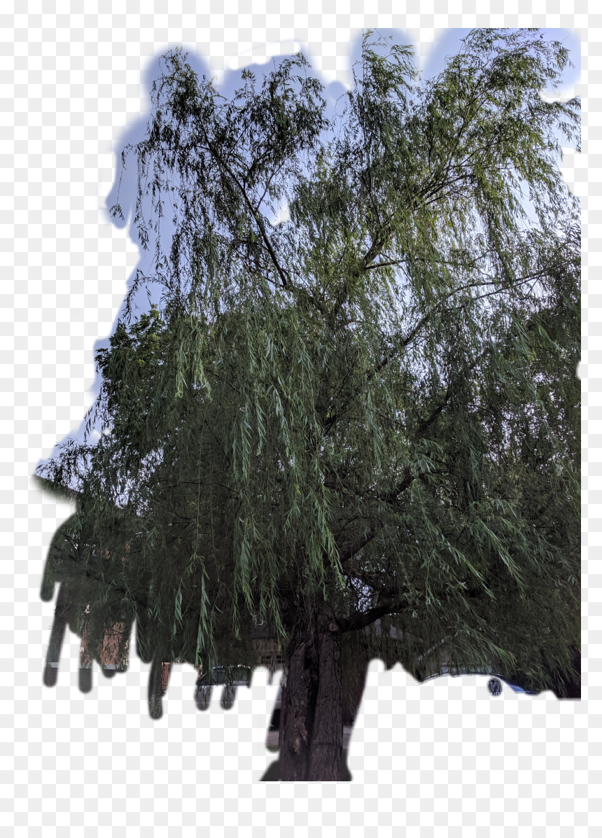 #willow #tree #greenery #midwest #summer #leaves #bark - Pond Pine, HD Png Download - weeping willow png