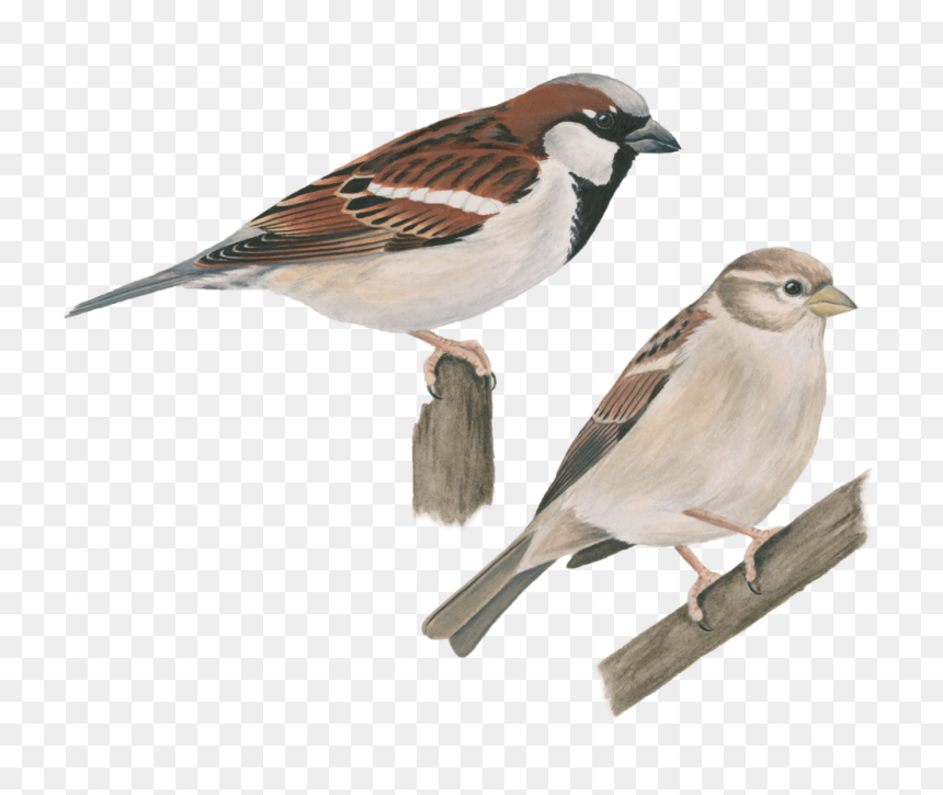 House Sparrow Png Image - Pajaros Comunes En Texas, Transparent Png - sparrow png