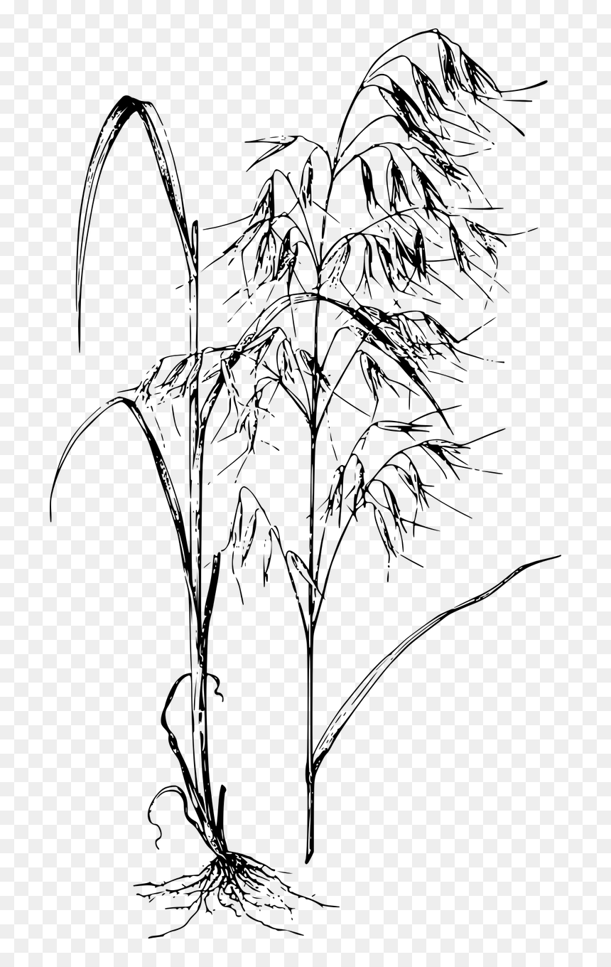 Avena Fatua, HD Png Download - oats png