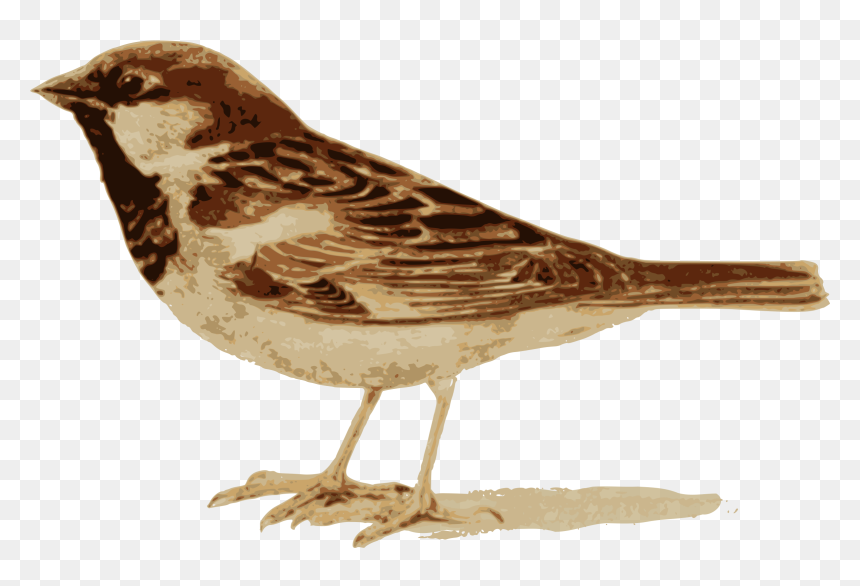 House Sparrow , Png Download - House Sparrow, Transparent Png - sparrow png