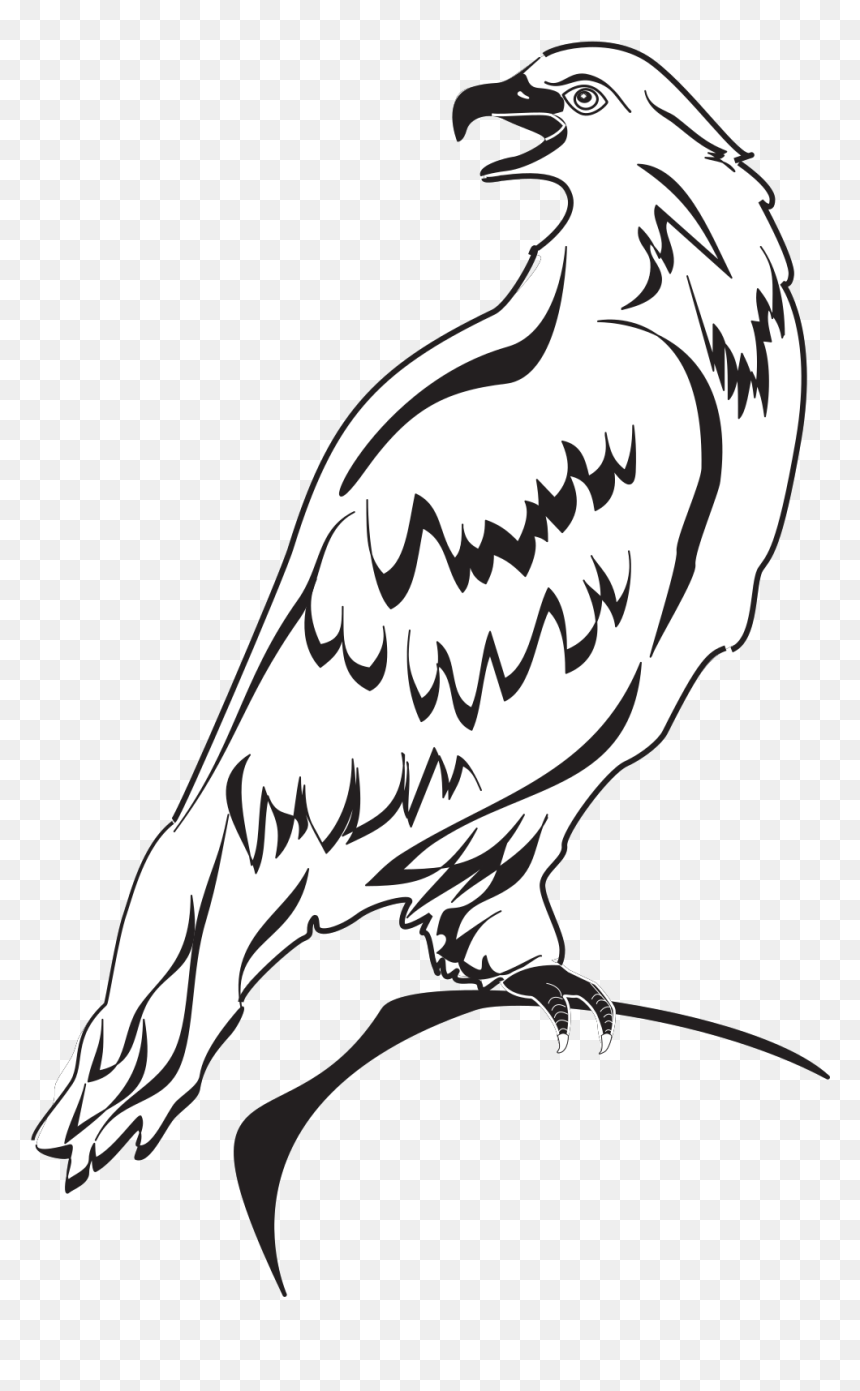 Eagle Whit And Black Clipart, HD Png Download - bird outline png