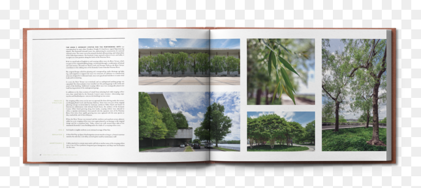 Ct Treesonstructure Spread 9, HD Png Download - weeping willow png