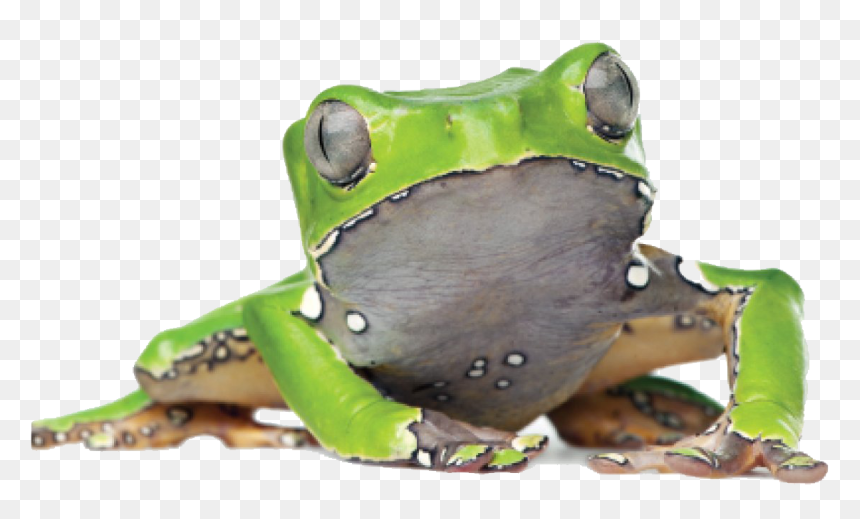 Kambo South Africa - Phyllomedusa Bicolor, HD Png Download - tree frog png