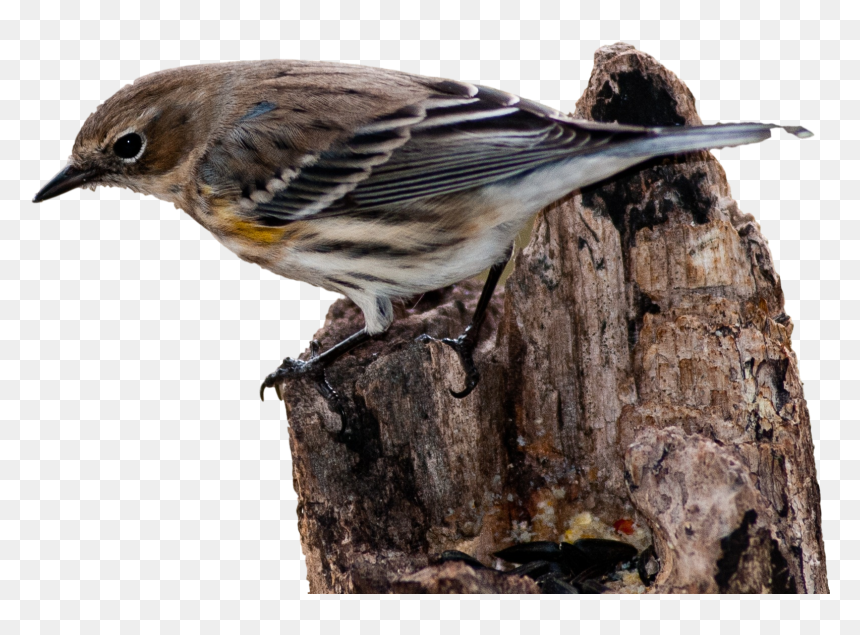 House Sparrow Bird Vertebrate New World Warbler - Myrtle Warbler Transparent Background, HD Png Download - sparrow png