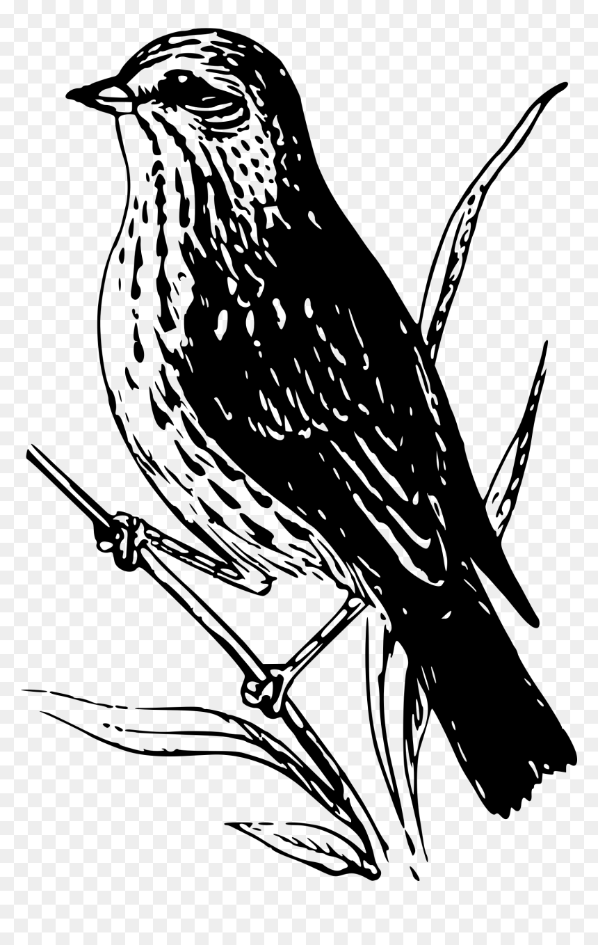 This Free Icons Png Design Of Baird Sparrow , Png Download - Baird Png, Transparent Png - sparrow png