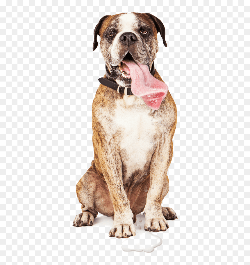 Bulldog, HD Png Download - boxer dog png