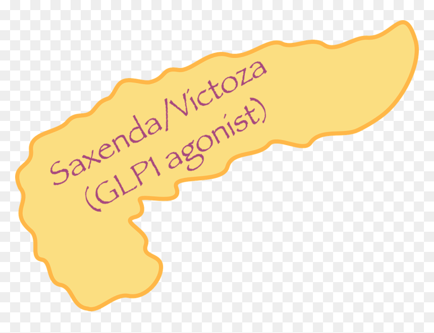 Saxenda/victoza, Lipase & Acute Pancreatitis, HD Png Download - pancreas png