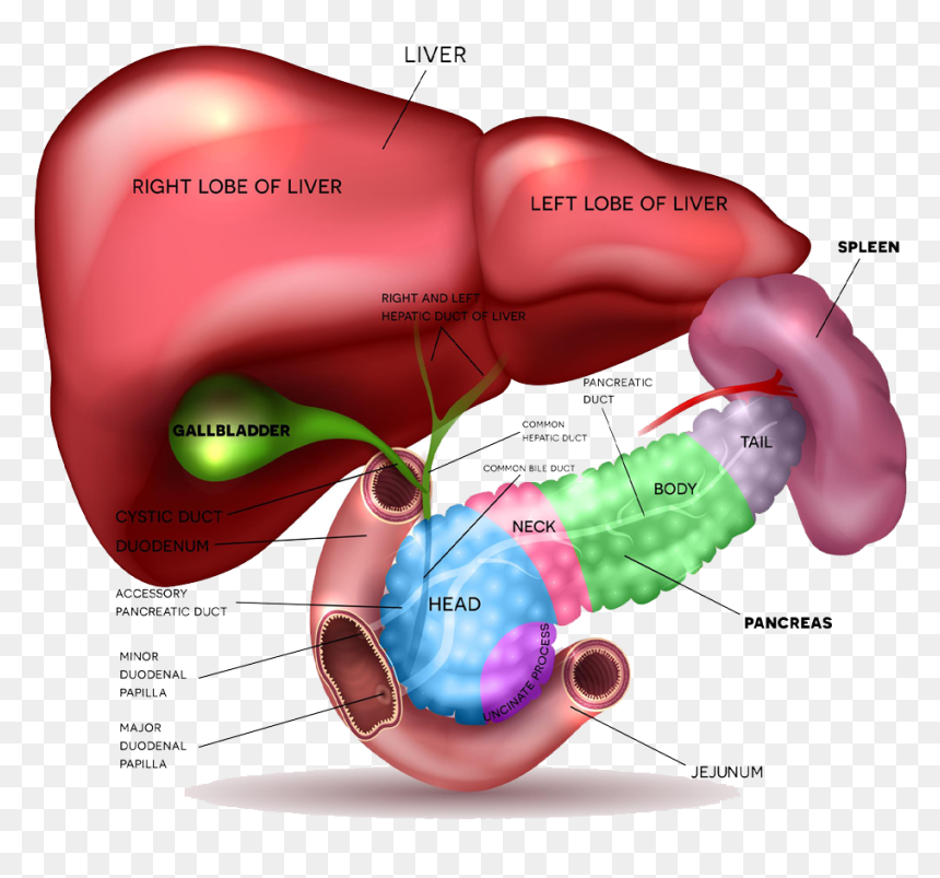 Most Cysts In The Pancreas Are Benign And Can Be Safely - Spleen Pancreas, HD Png Download - pancreas png