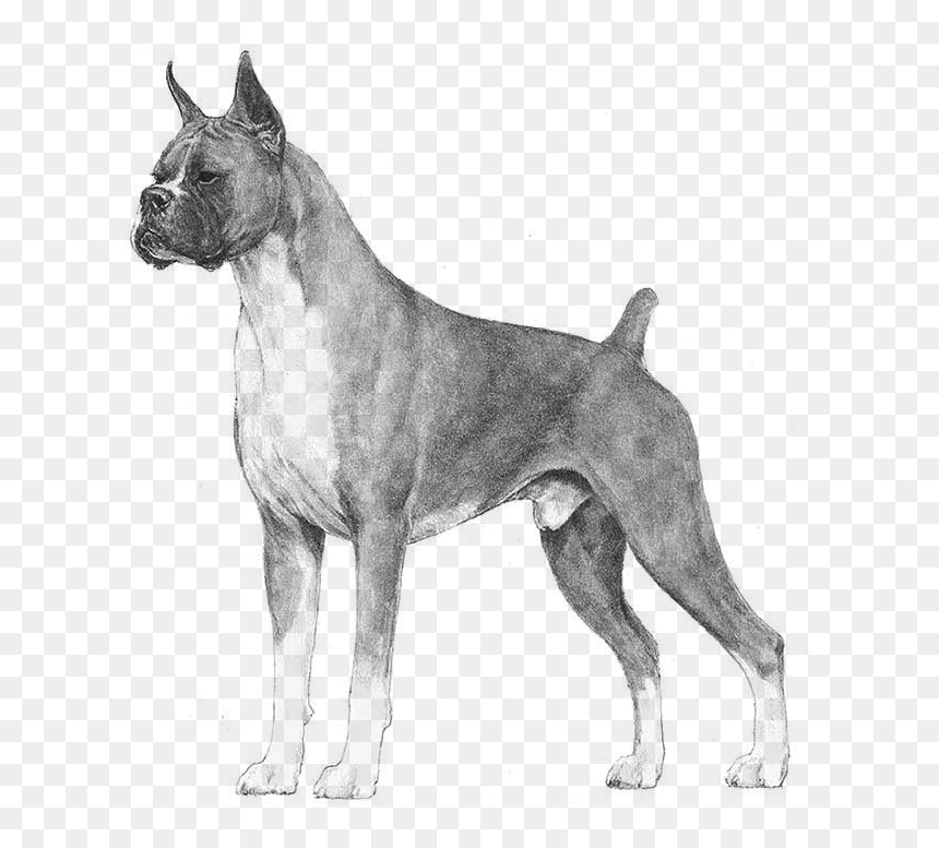 Boxer - Akc Boxer, HD Png Download - boxer dog png