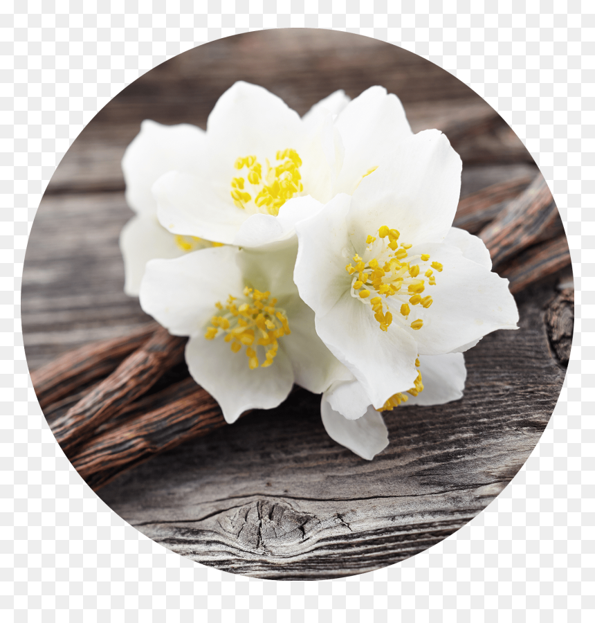 Transparent Jasmine Flower Png - Vanilla & Jasmine, Png Download - jasmine flower png