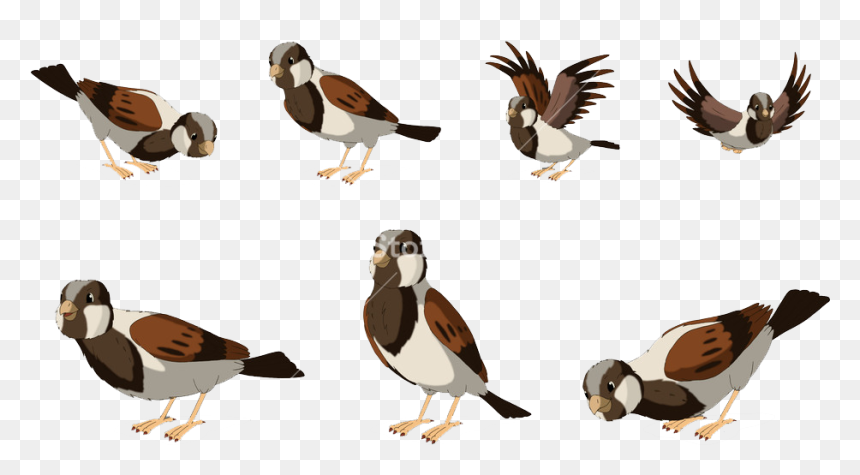 Sparrow Png Free Pic - Seabird, Transparent Png - sparrow png