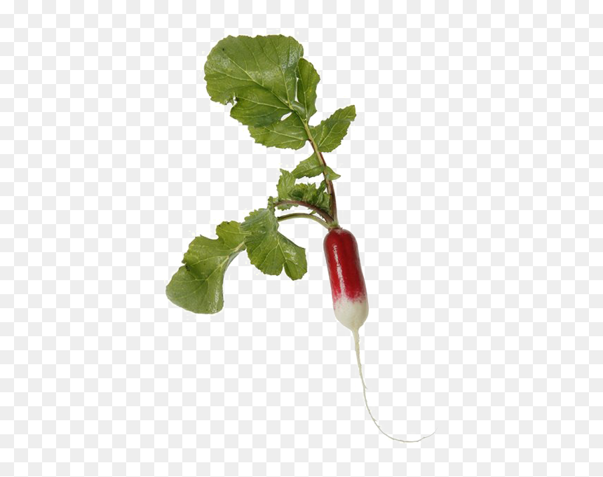 Radish Png Transparent Image - French Breakfast Radish Stem, Png Download - radish png