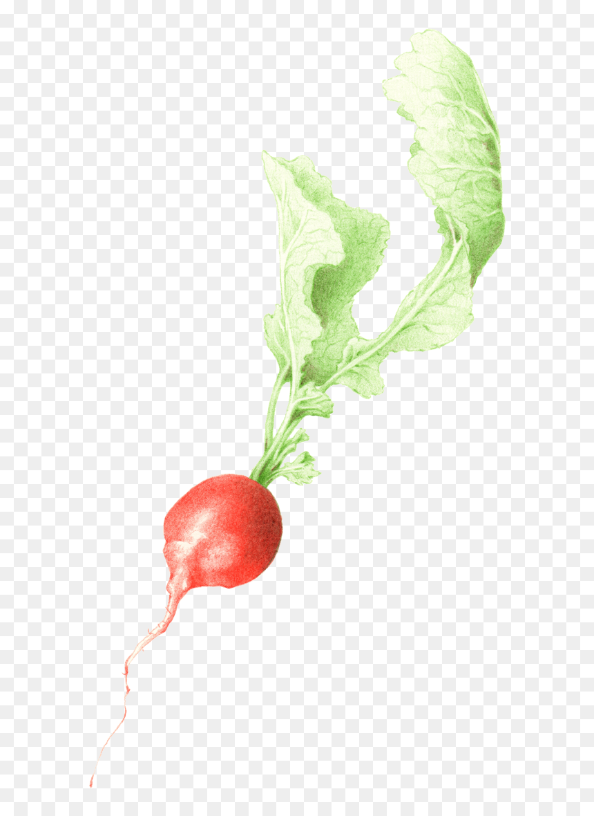 Transparent Radish Clipart - Radish, HD Png Download - radish png