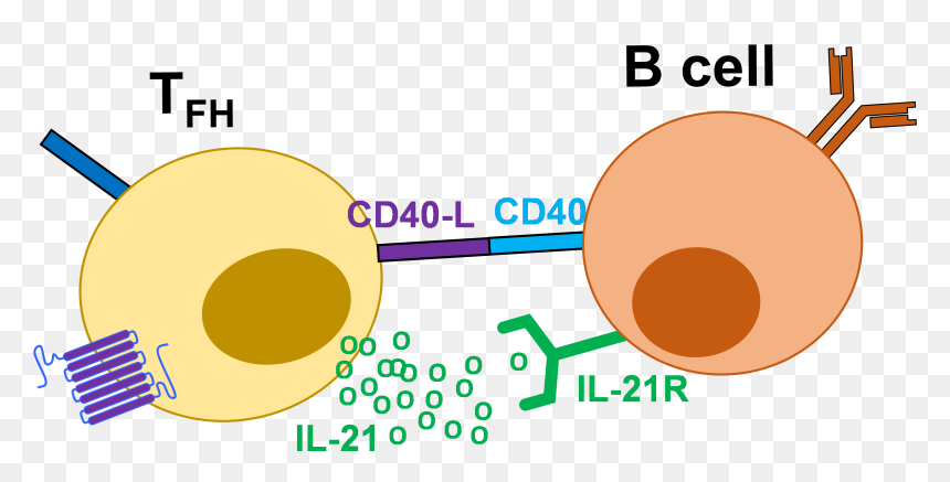 Additional Cytokine Production By Tfh Is Able To Determine - Tfh Cells, HD Png Download - unit circle png