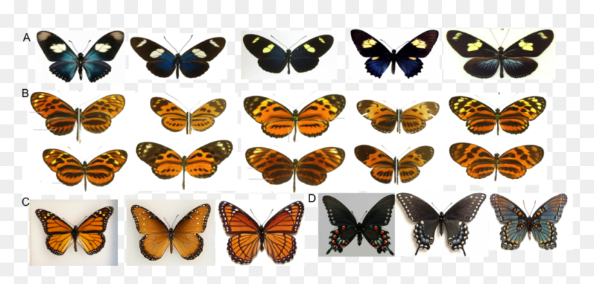 Research And Dark Sky Advocacy Are A Perfect Match - Monarch, HD Png Download - dark sky png