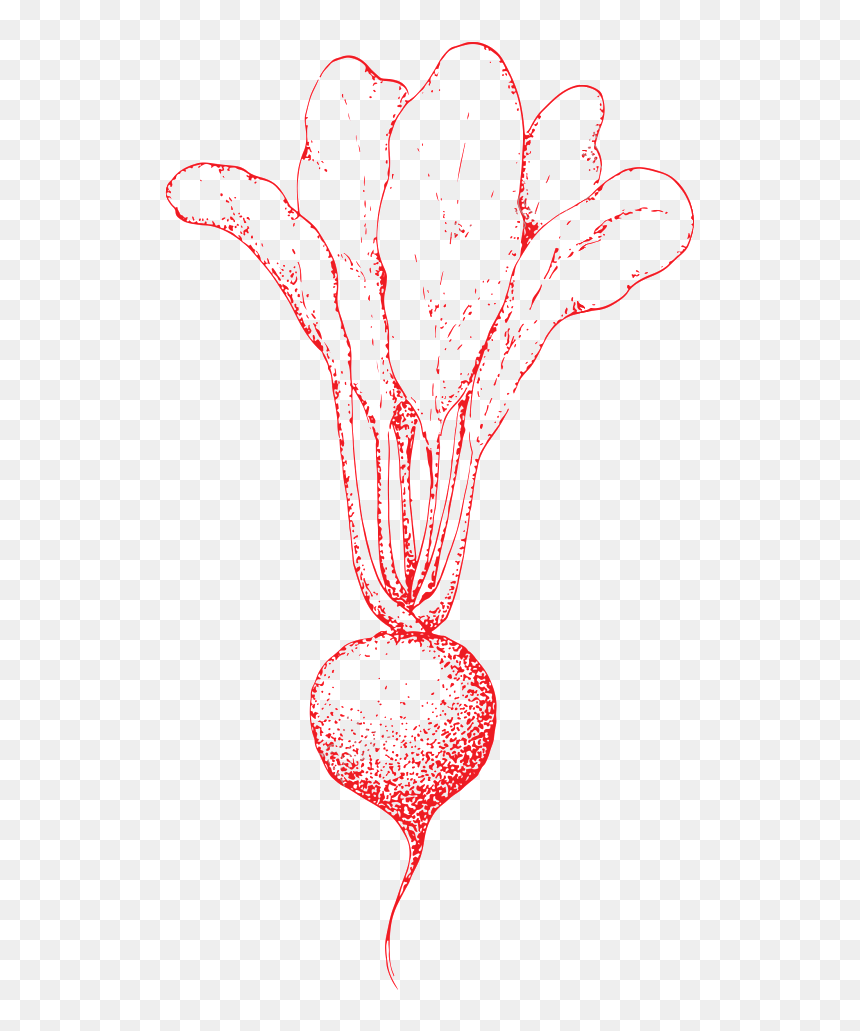 Transparent Turnip Clipart - Portable Network Graphics, HD Png Download - radish png