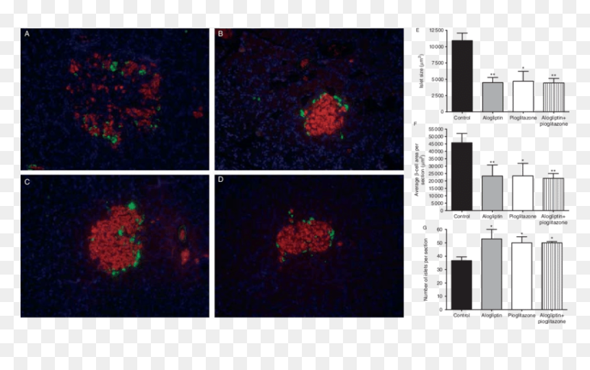 Screenshot, HD Png Download - pancreas png