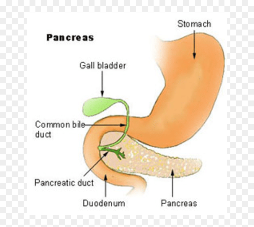 Pancreas Gland Png, Transparent Png - pancreas png