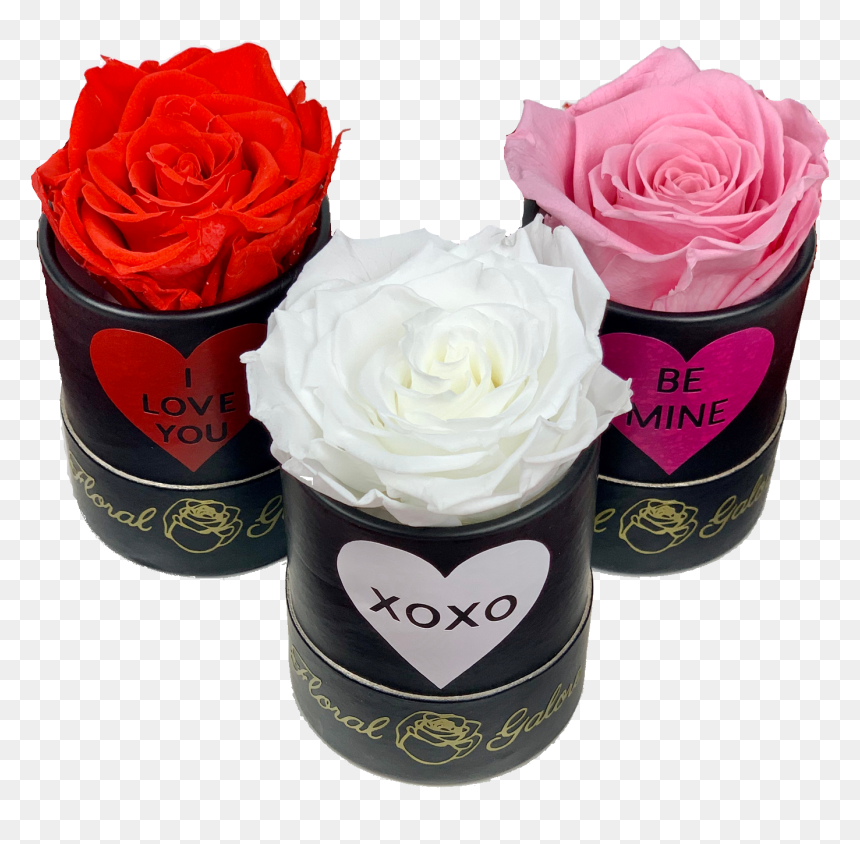 Garden Roses, HD Png Download - valentine single roses png
