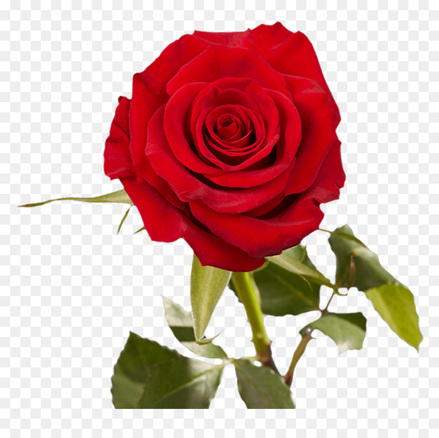 Floribunda, HD Png Download - valentine single roses png