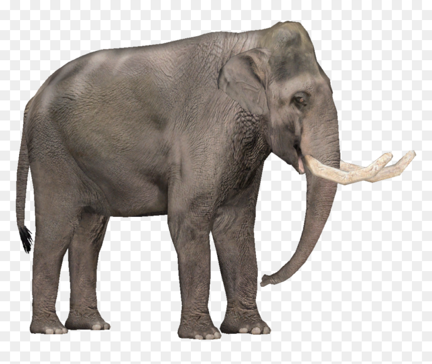 Tropical Dry Forest Animals , Png Download - Elephant Zoo Animals Transparent Background, Png Download - dry trees png