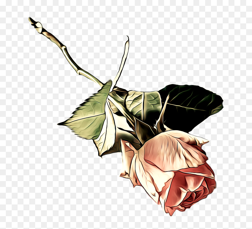 Illustration, HD Png Download - valentine single roses png