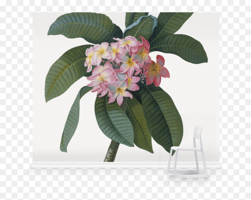 Georg Dionysius Ehret, HD Png Download - plumeria tree png
