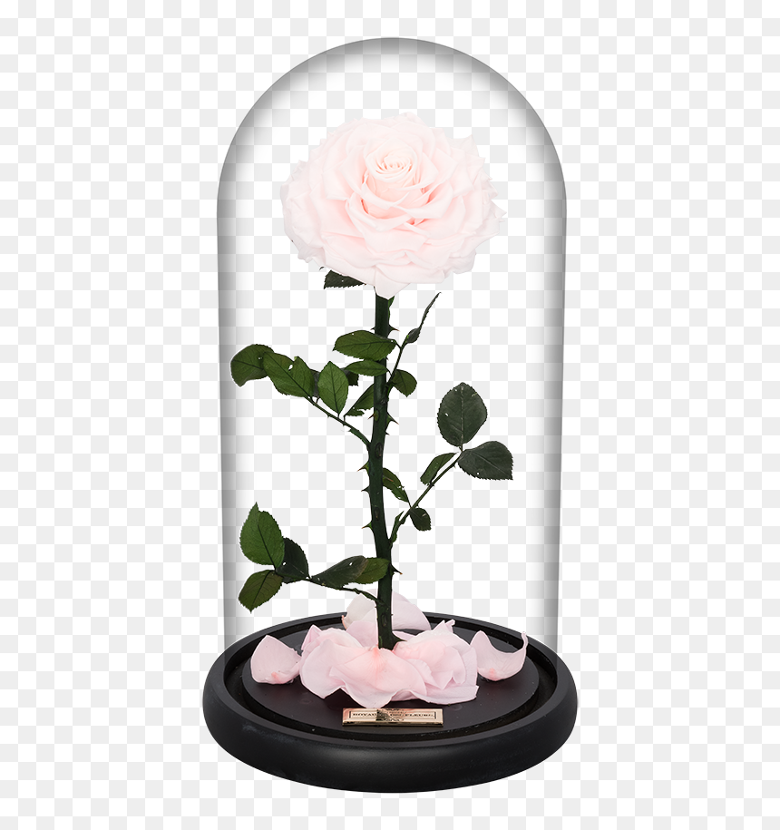 Chinese Peony, HD Png Download - valentine single roses png