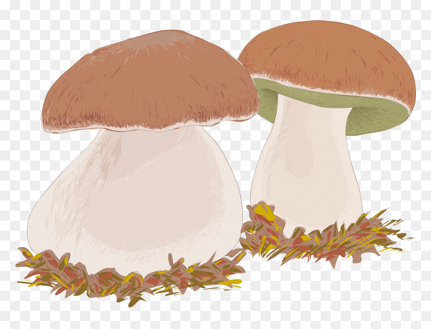 Mushrooms Vector Edible Mushroom - Penny Bun, HD Png Download - button mushroom png