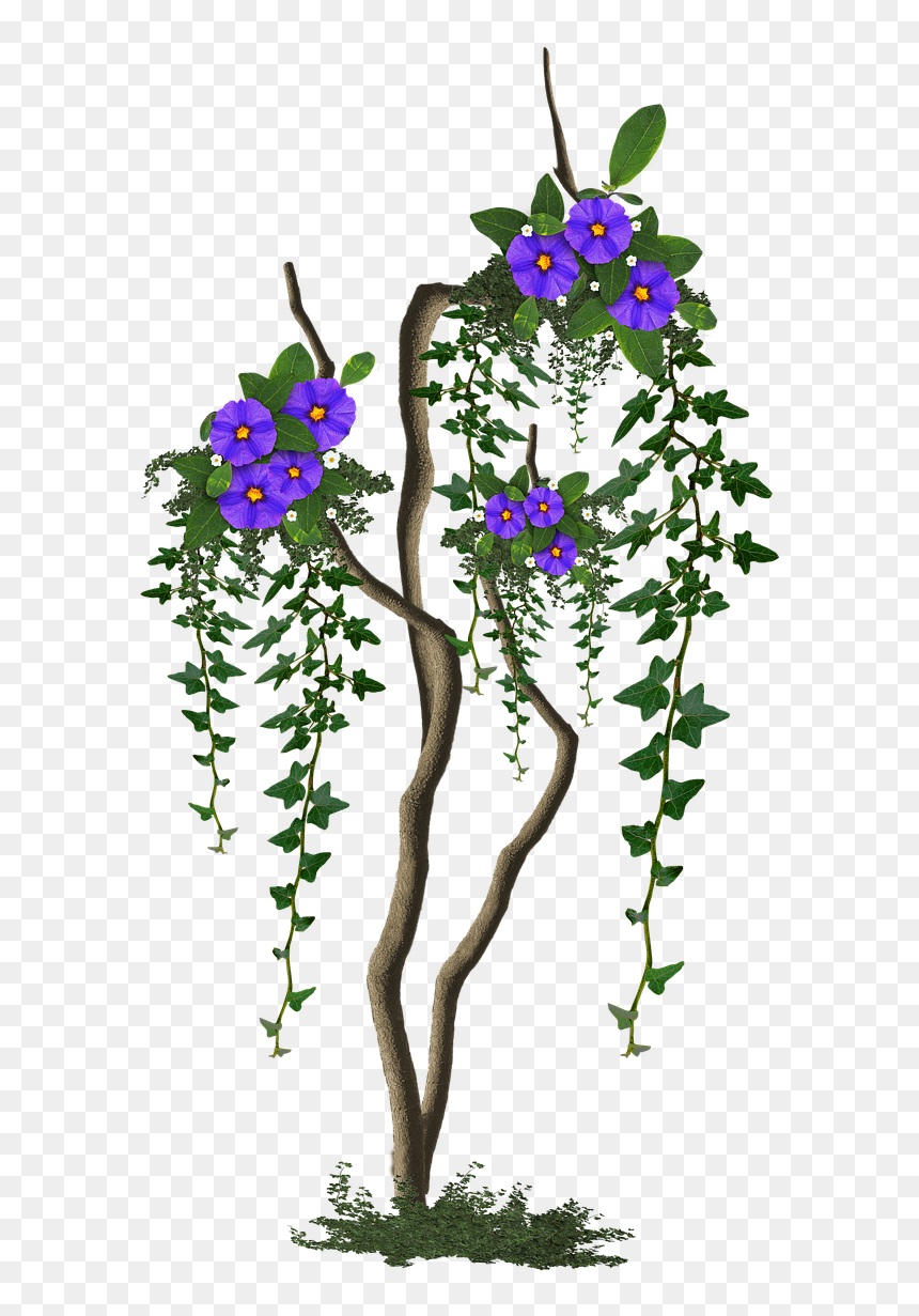 Image Cropped Tree With Flowers Tree - Rosa Glauca, HD Png Download - flowers tree png