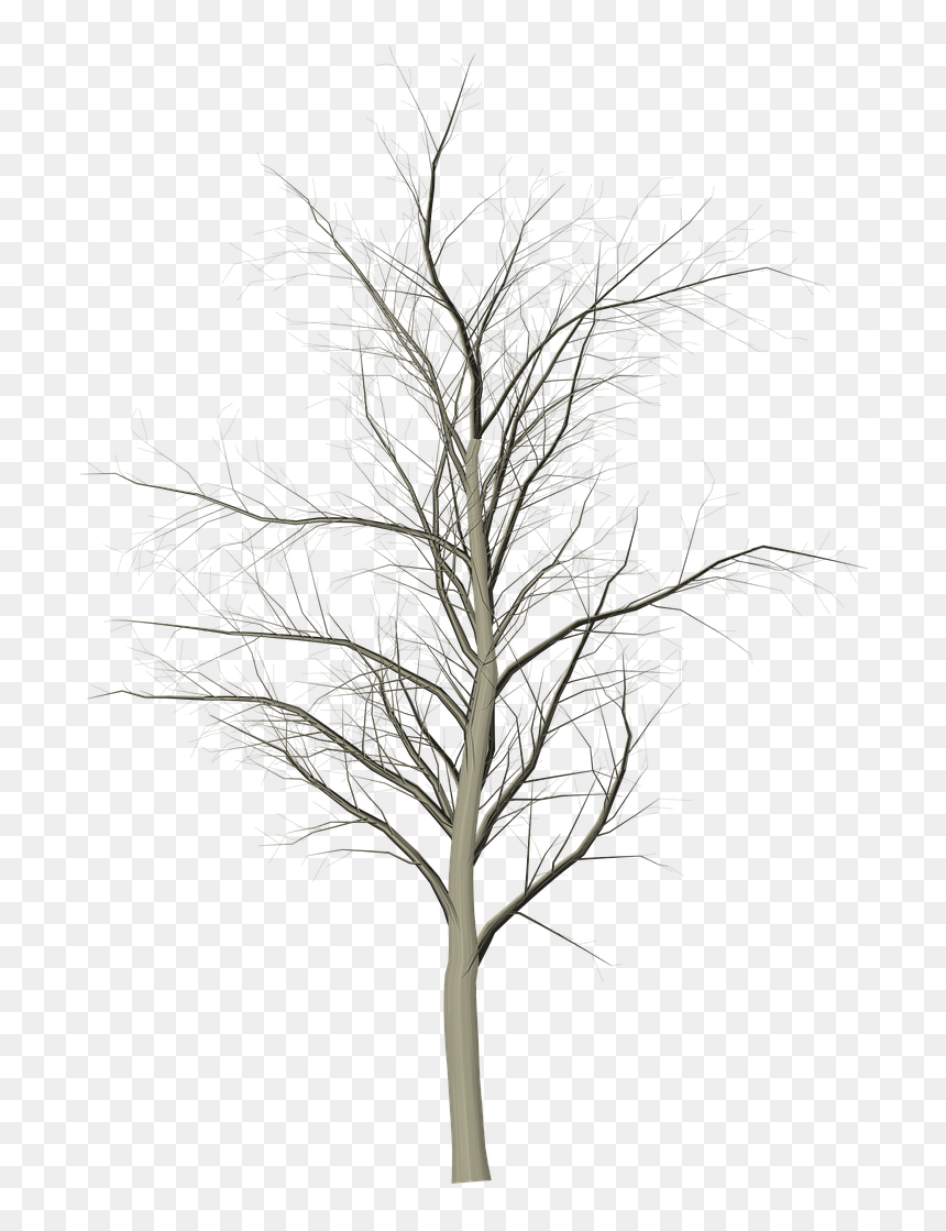Tree Dead Branches Free Photo - Snow, HD Png Download - dry trees png