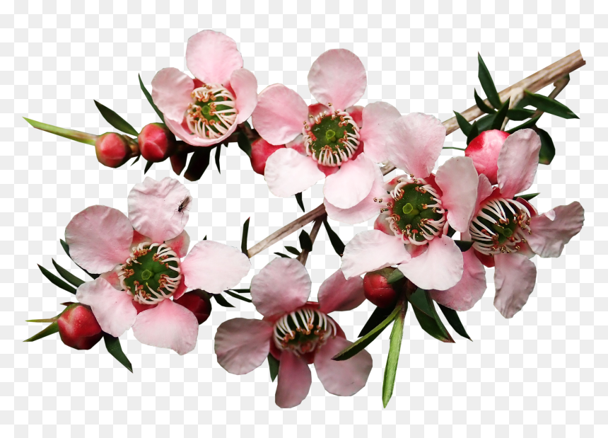 Flowers Png, Transparent Png - flowers tree png
