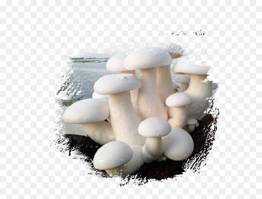 About Us - Sri Lanka Vegetables, HD Png Download - button mushroom png