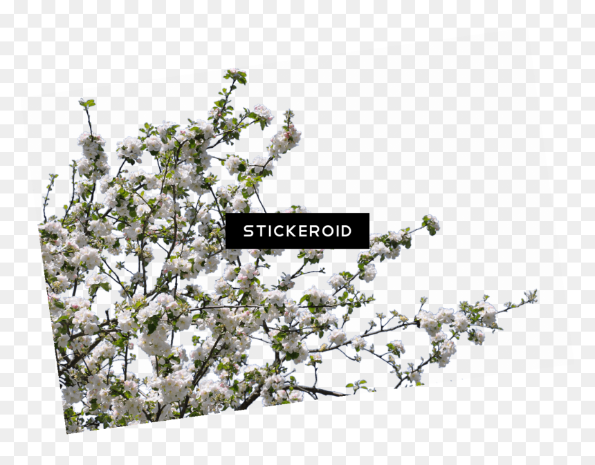 Tree Spring Flowers - Tree Flowers Png Download, Transparent Png - flowers tree png