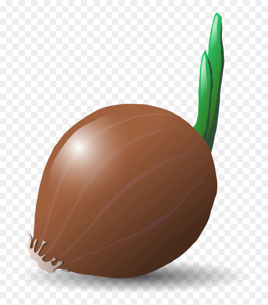 Food,plant,onion - Vegetable Clip Art, HD Png Download - onion vector png
