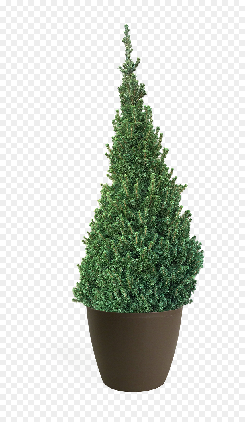 Christmas Tree, HD Png Download - dry trees png